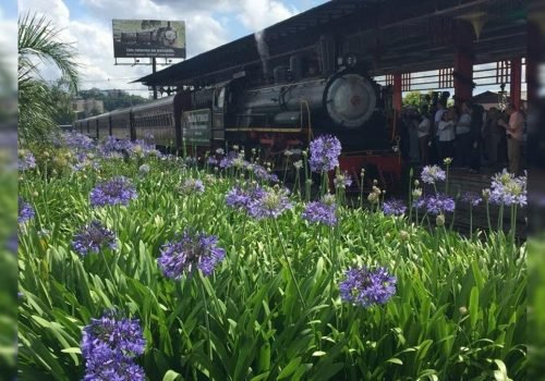 Passeio de Maria Fumaça e visita à Vinícola Aurora lideram reservas entre turistas estrangeiros