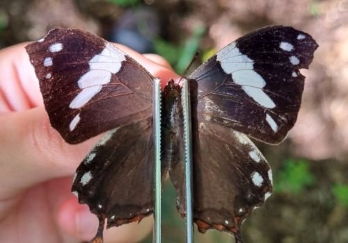 Estudos identificam diversidade de borboletas e mariposas no Norte do Espinhaço